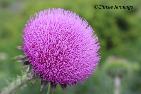 Thistle of Beauty