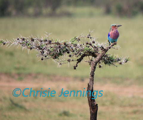 Bird of Kenya