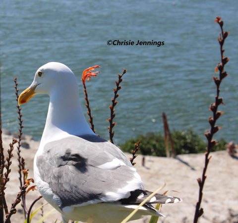 West Coast Seagull